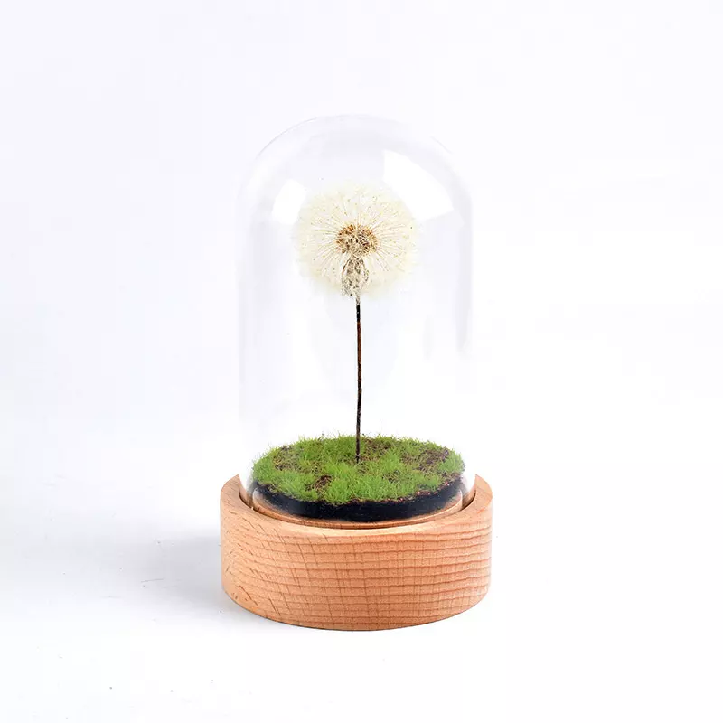 lamp series $6.50